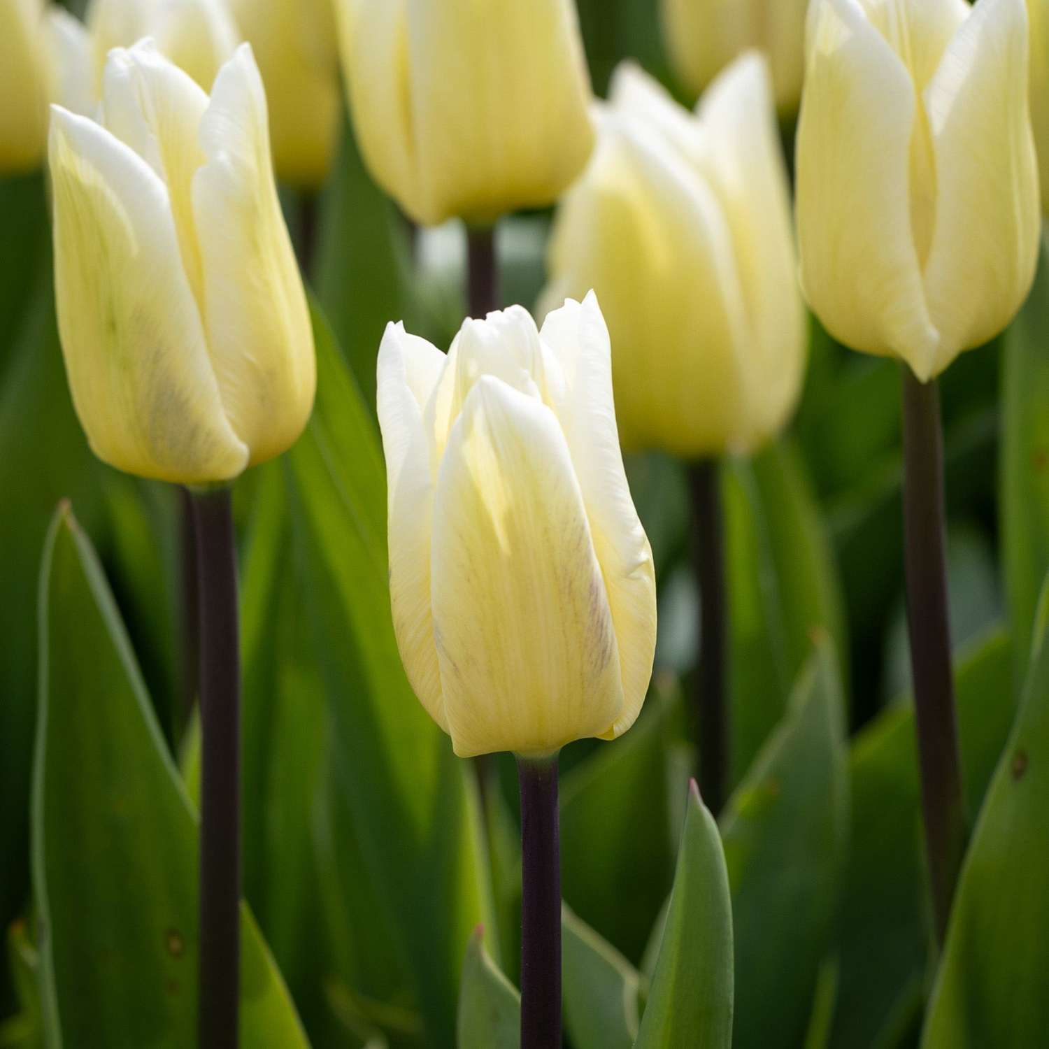 Tulppaani 'White Flag'